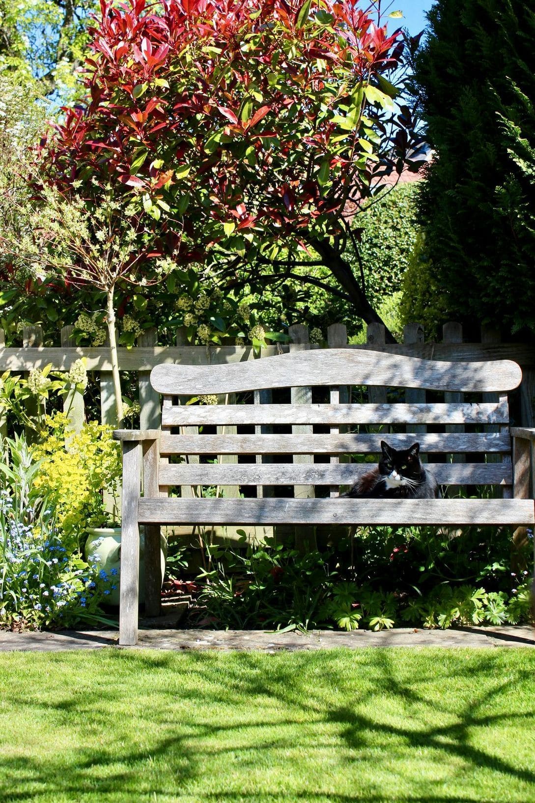 Les plantes faciles pour un jardin vivant toute l’année